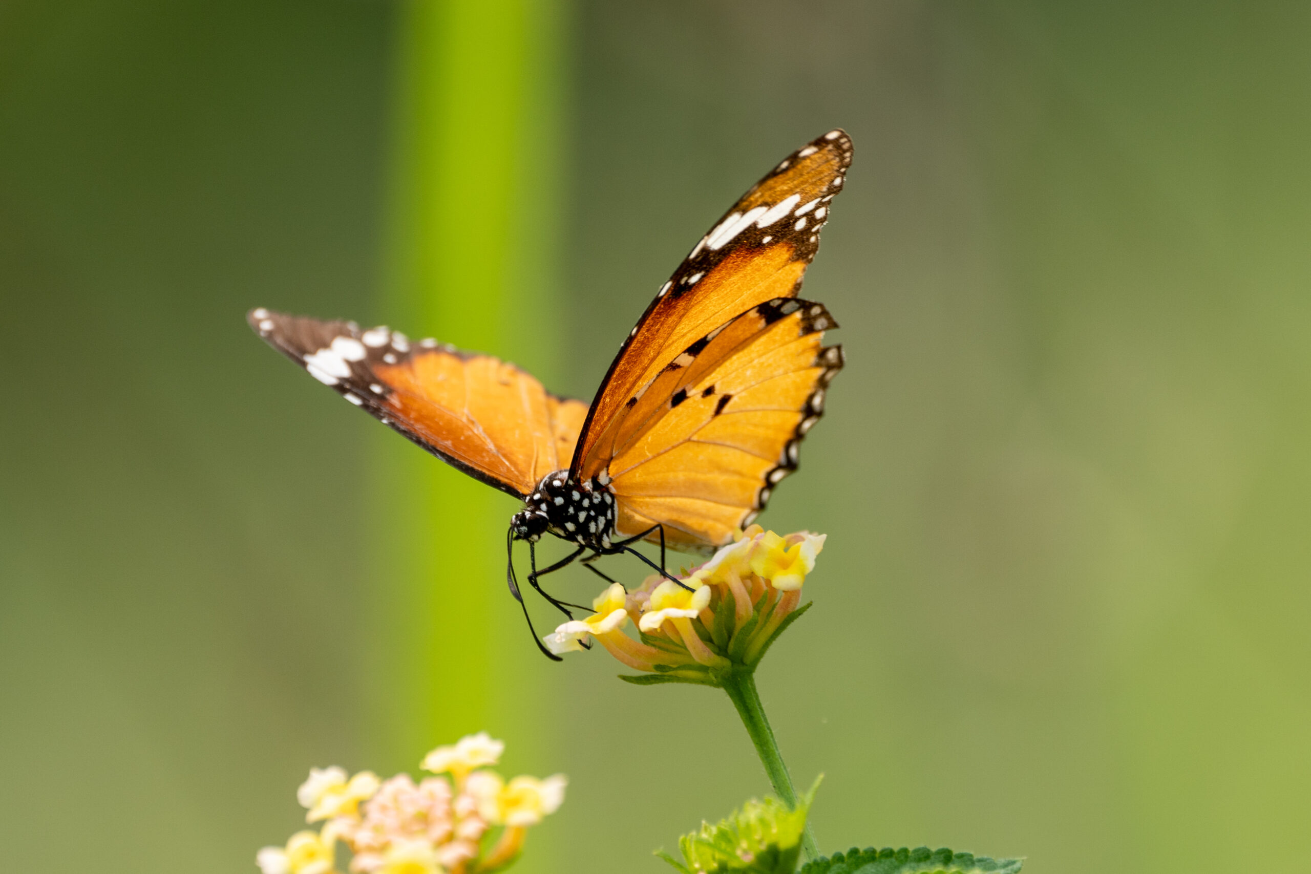 A closeup shot of a little butterfly sitting on a wildflower